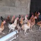دجاج للبيع ذكور العدد تقريبا 45