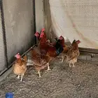 دجاج فرنسي