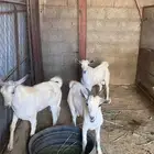 تيوس للبيع
