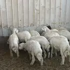 بهم حري رخال وخرفان