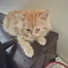قطط للتبنى