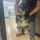 كلب مالتيز ذكر