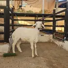 خروف حري