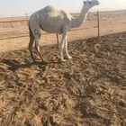 بكره حقه عليها وسم الطهيمي