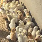 صوص بلدي