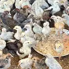 صوص فيومي و عربي