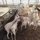 20 تيس جذعان للبيع