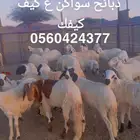 ذبائح للبيع
