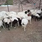 برابر مرباة