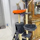 مستلزمات قطط للبيع