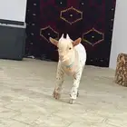 ماعز قزم تشيكي بيور لون كريمي