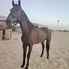 حصان انجليزي بيعه سريعه