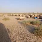 غنم مراح نعيم 260 راس معها 7 فحول و3 رغايث