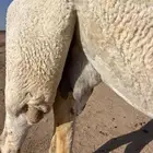 ضريبة على الشرط