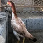 زوج شامو ياباني مستوى بطل للبيع