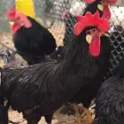 ديوك لجهورن ايطالي