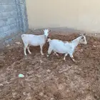 ماعز قزمي هجين مضاريع من فحل قزمي