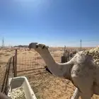 حاشي على بعارين ابن دلمخ