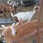 3 تيوس 3 جفرات جنوبية صغيره