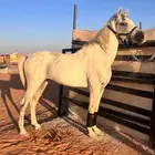 حصان عربي شعبي ركوب جمره
