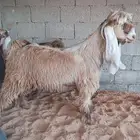 تيسين صفر