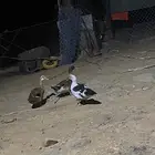 بط للبيع