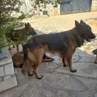 الرياض المزاحمية