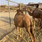 قعدان للبيع العدد3