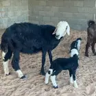 نجديه متبع برخل
