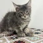 قطط للبيع ماين كون وش مميز وكفوف نمر