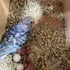 للبيع بادجي مع انتاجو تم البيع