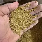 بذور برسيم صبخاوي بلدي