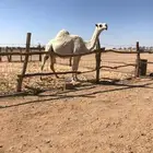 لقحة كفو