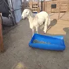 فل حري ربعة ثنو