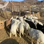 طليان حبص جذعان فل شحم ونظاف شرط
