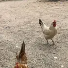 دجاج بلدي بياض البدل بحمام فرنسي