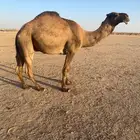 قعود اصفر للبيع