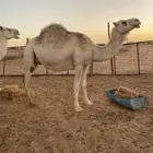 نياق لقحات ثنتين وقعود لباني