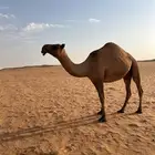 لقحه صفرا للبيع سنها رباع