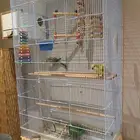 لعشاق كويكر الراهب زوج اخضر