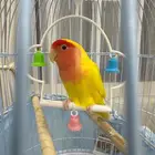 ببغاء