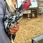 ديك سندي