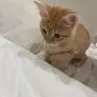 قط هجين لتبني في ينبع