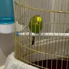 عصفور بادجي