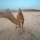 قعود للبيع