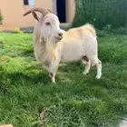 تيس تشيكي قزمي