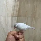 جاوا اليف سلفر الجنس مادري العمر 6 شهور