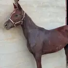 خيل
