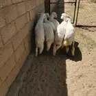 رخال للبيع في الواديين