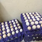 بيض بلدي مخصب